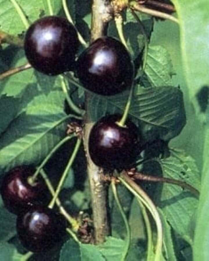 Prunus a. 'Kordia' | Kersenboom | Meerstammig