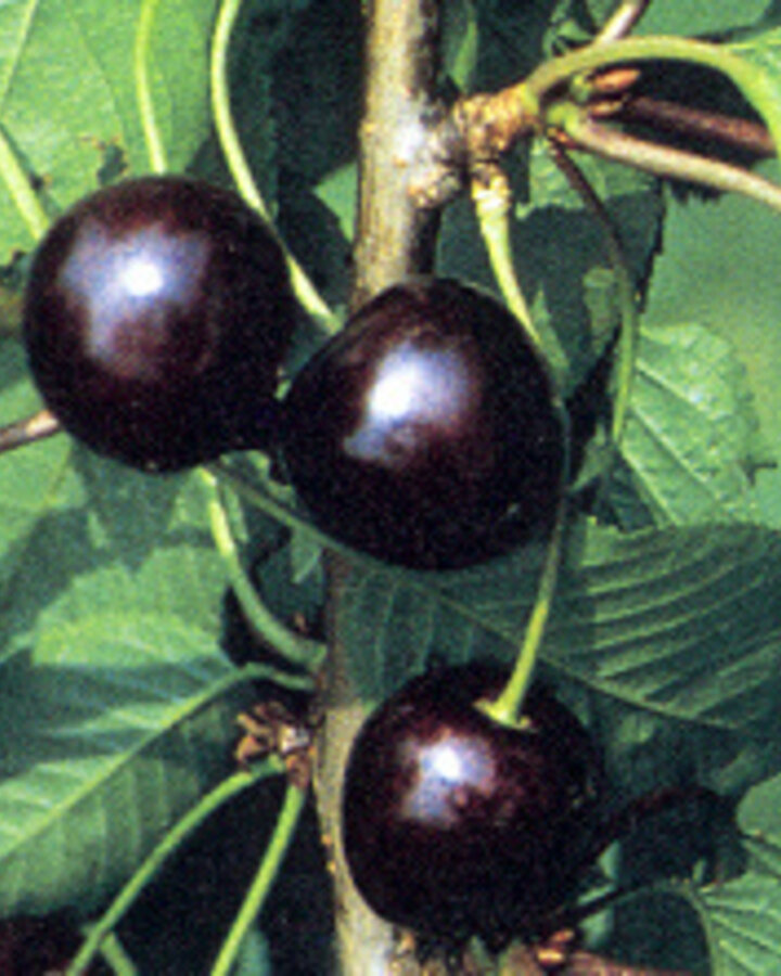 Prunus a. 'Karina' | Kersenboom | Leivorm