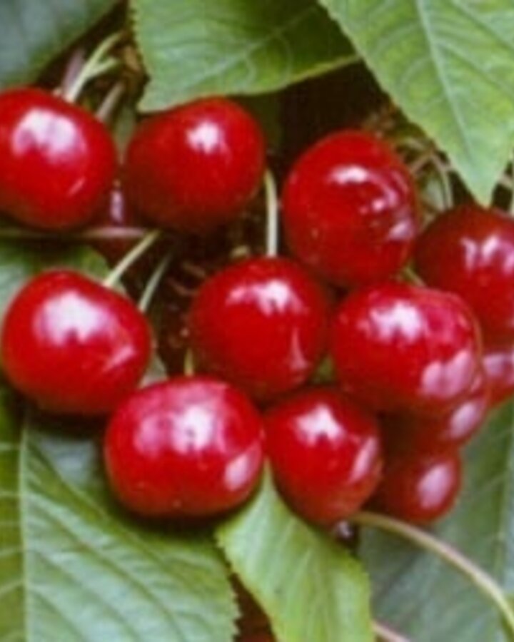 Prunus a. 'Castor' | Kersenboom | Leivorm
