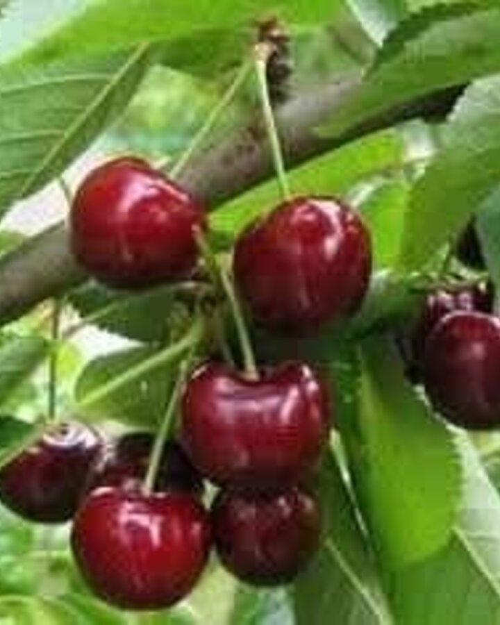 Prunus a. 'Bigarreau Burlat' | Kersenboom | Leivorm