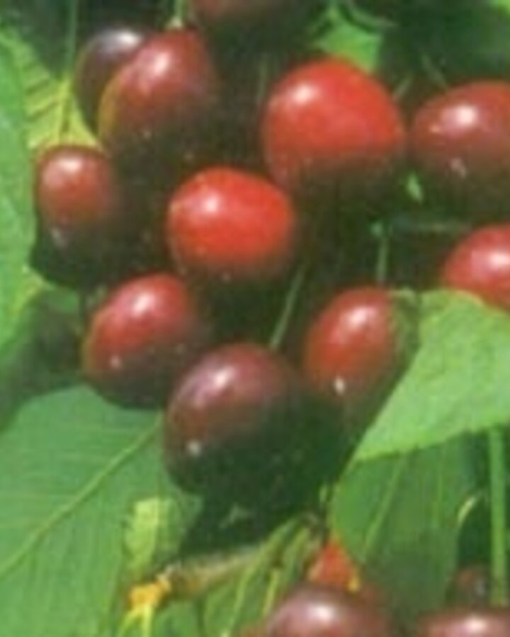 Prunus a. 'Bigarreau Burlat' | Kersenboom | Leivorm