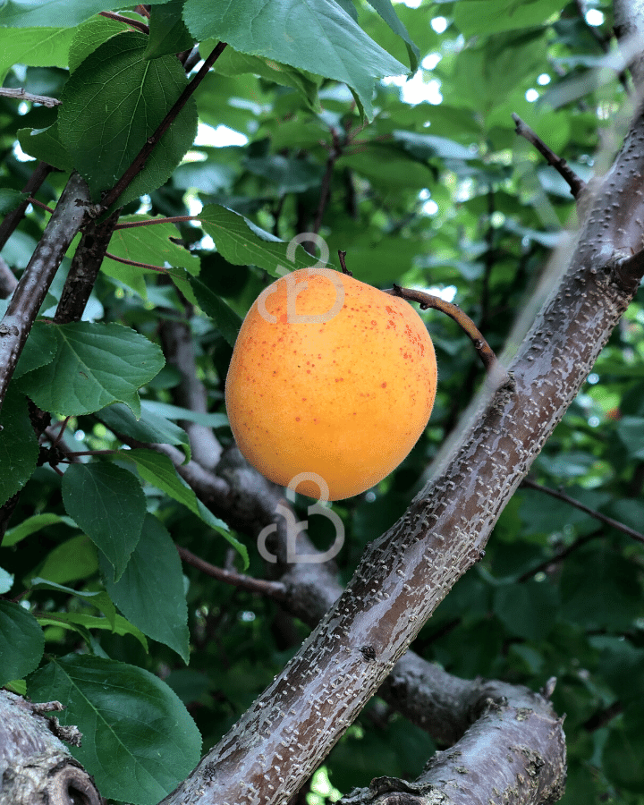 Prunus armeniaca 'Tros Oranje' | Abrikozenboom | Meerstammig