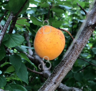 Prunus armeniaca 'Hongaarse' | Abrikozenboom | Leivorm