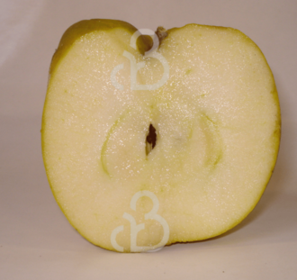 Malus d. 'Schone van Boskoop' | Appelboom | Leivorm