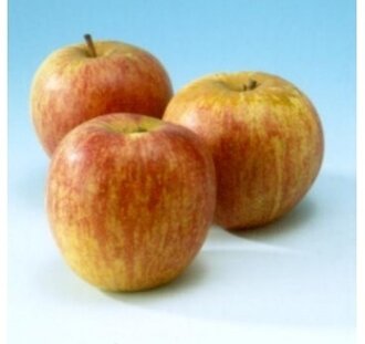 Malus d. 'Rode Dijkmanszoet' | Appelboom | Leivorm