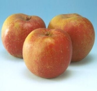 Malus d. 'Rode Boskoop S.H.' | Appelboom | Leivorm