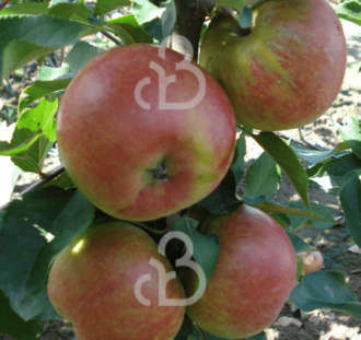 Malus d. 'Raijka' | Appelboom | Leivorm