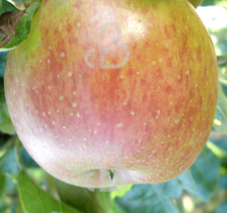 Malus d. 'Notarisappel' | Appelboom | Leivorm