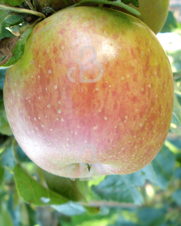 Malus d. 'Notarisappel' | Appelboom | Leivorm