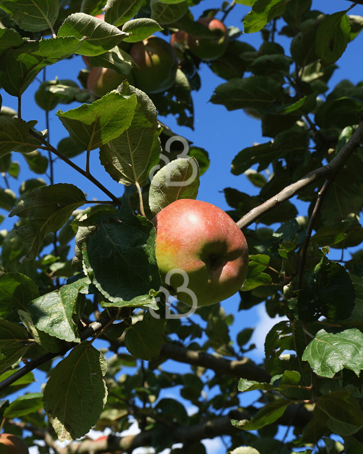 Malus d. 'Notarisappel' | Appelboom | Leivorm