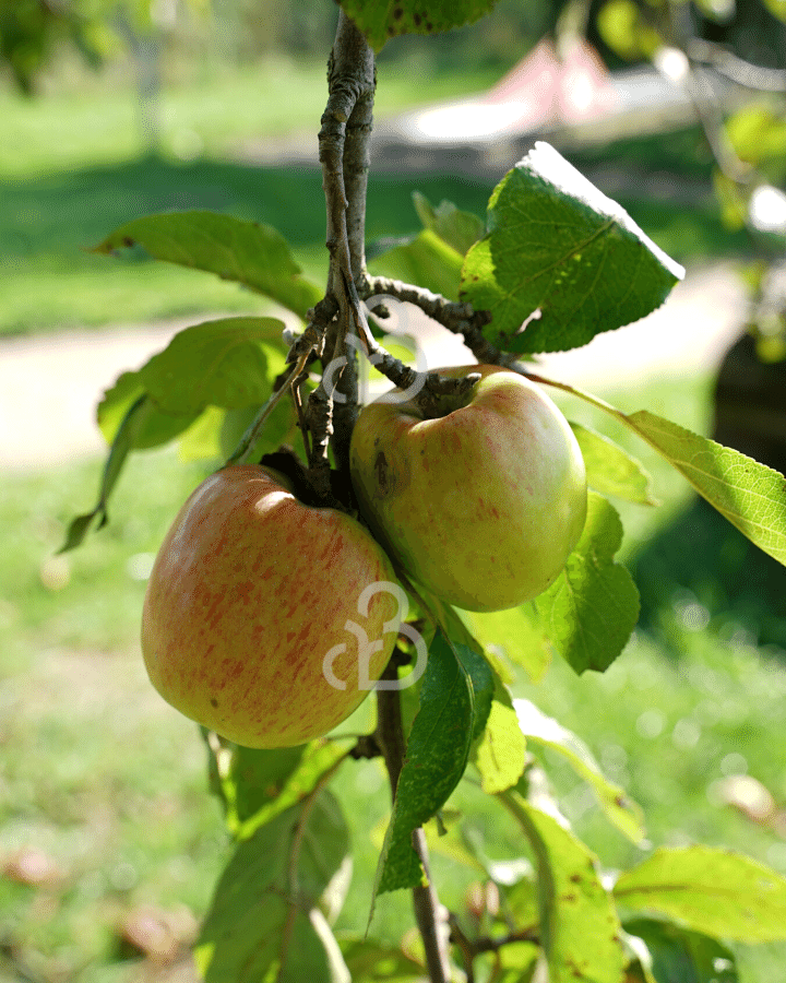 Malus d. 'Notarisappel' | Appelboom | Leivorm