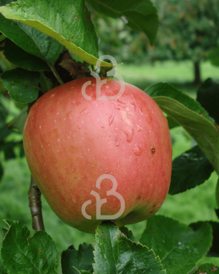 Malus d. 'Groninger Kroon' | Appelboom | Leivorm