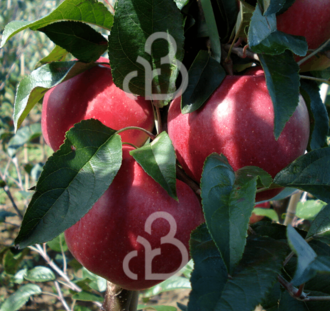 Malus d. 'Gloster' | Appelboom | Leivorm