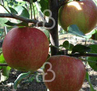 Malus d. 'Gala Must' | Appelboom | Leivorm