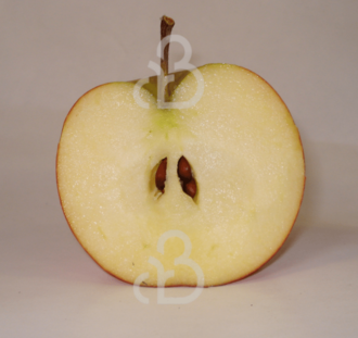 Malus d. 'Ecolette' | Appelboom | Leivorm