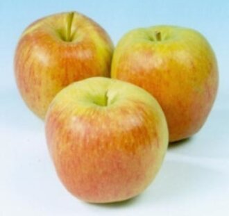 Malus d. 'Delcorf' | Appelboom | Leivorm