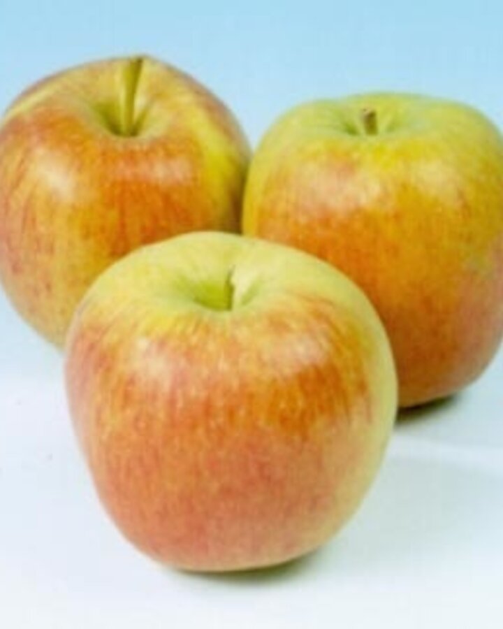 Malus d. 'Delcorf' | Appelboom | Leivorm