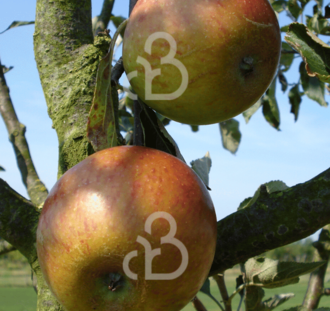 Malus d. 'Cox's Orange Pippin' | Appelboom | Leivorm