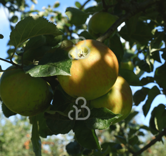 Malus d. 'Bramley's Seedling' | Appelboom | Leivorm