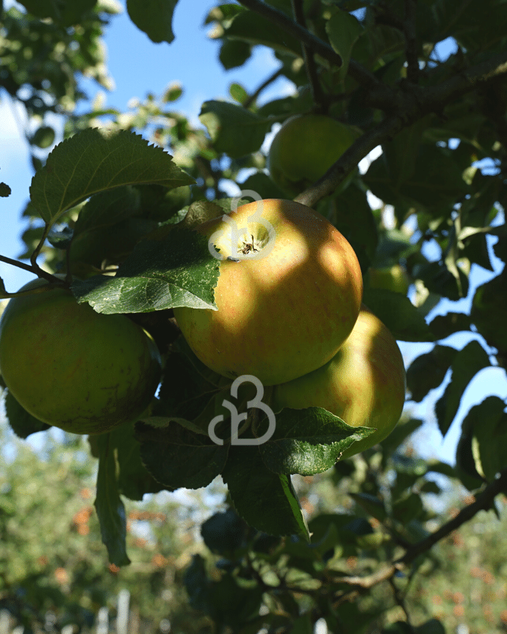 Malus d. 'Bramley's Seedling' | Appelboom | Leivorm