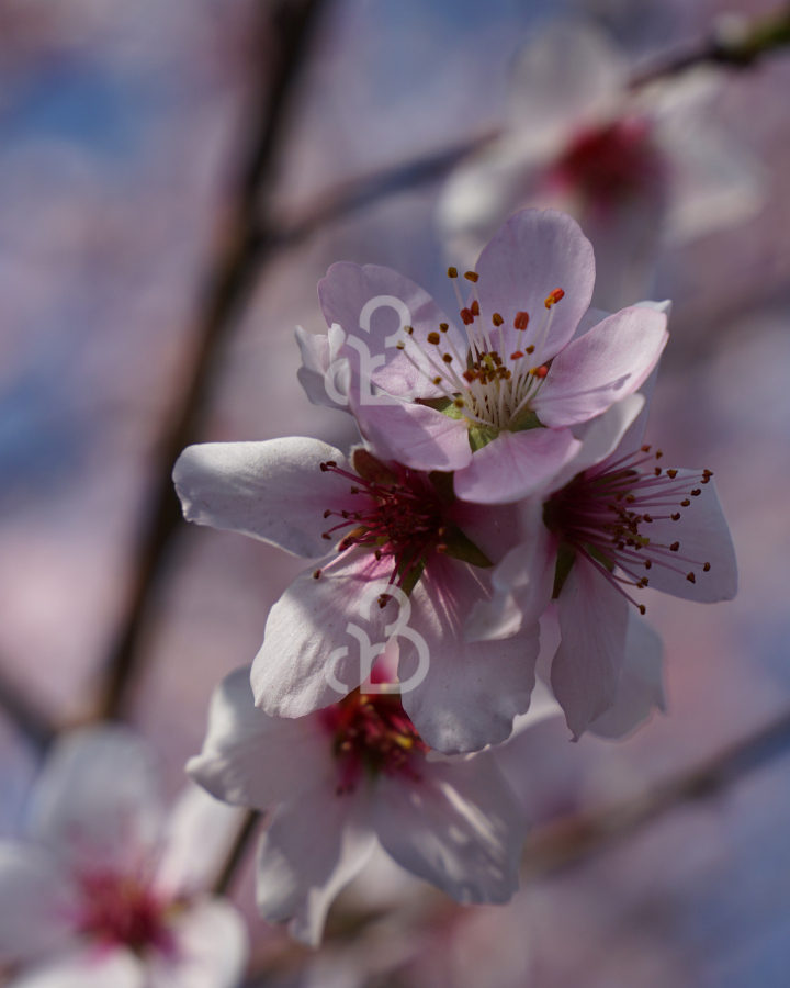 Prunus dulcis 'Robijn' | Amandelboom | Leivorm