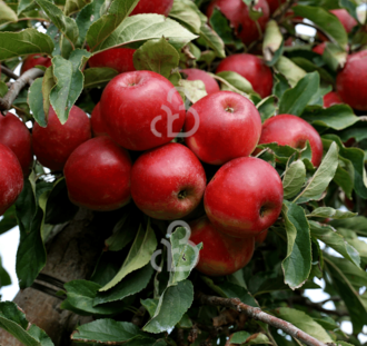 Malus d. 'Elstar' | Appelboom | Leivorm