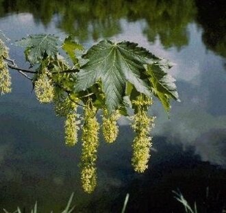 Acer pseudoplatanus | Gewone esdoorn | Bosplantsoen