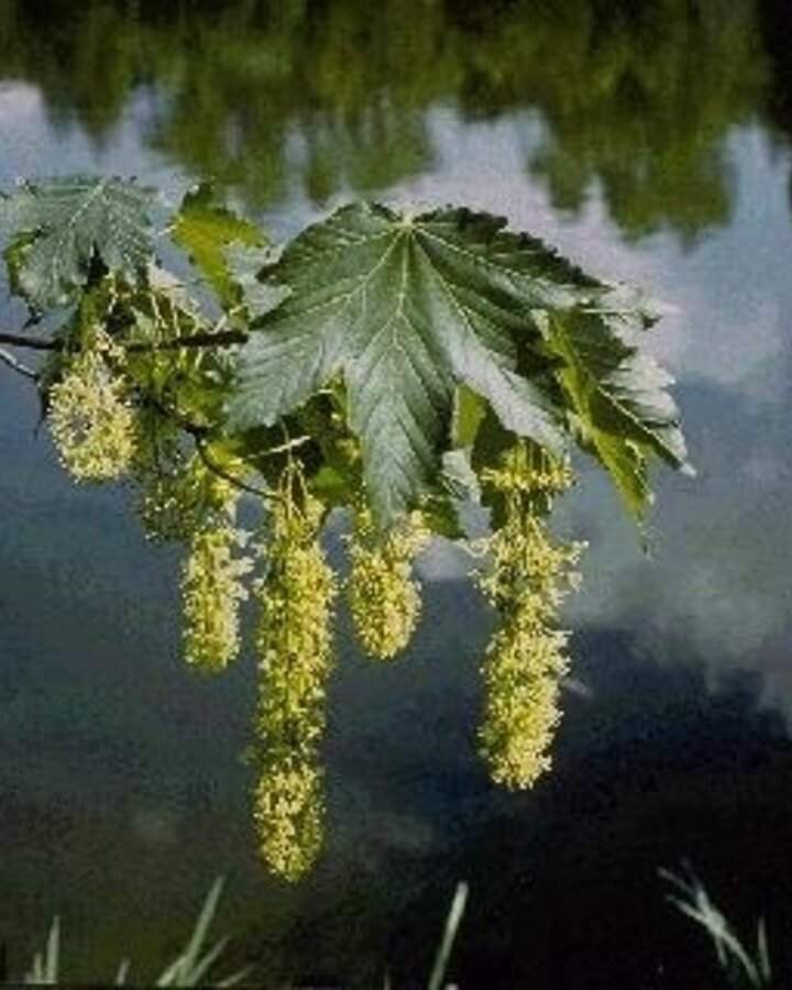Acer pseudoplatanus | Gewone esdoorn | Bosplantsoen