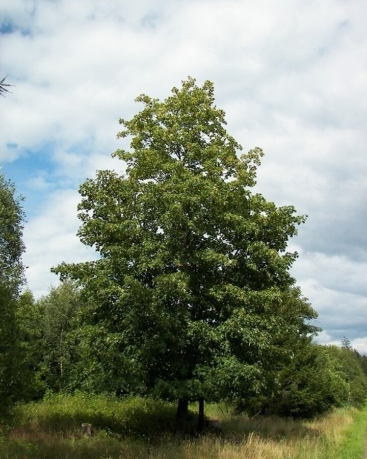 Acer pseudoplatanus | Gewone esdoorn | Bosplantsoen