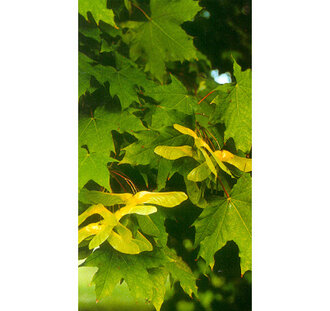 Acer platanoides | Noorse esdoorn | Bosplantsoen