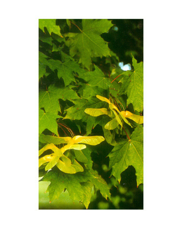 Acer platanoides | Noorse esdoorn | Bosplantsoen