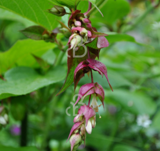 Leycesteria formosa | Fazantenbes | Voedselbos