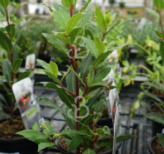 Laurus nobilis | Keukenlaurier | Kruidenplant