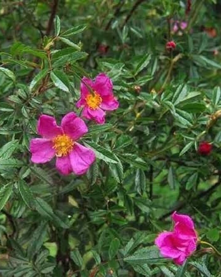 Rosa nitida | Botanische roos  | Bosplantsoen