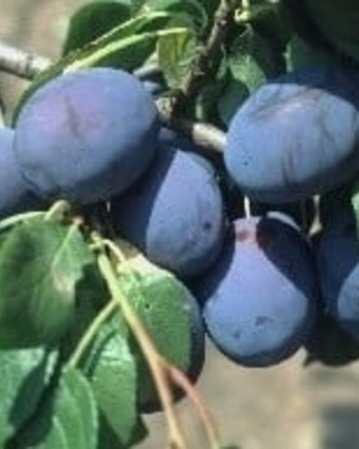 Prunus d. 'Hanita' | Pruimenboom
