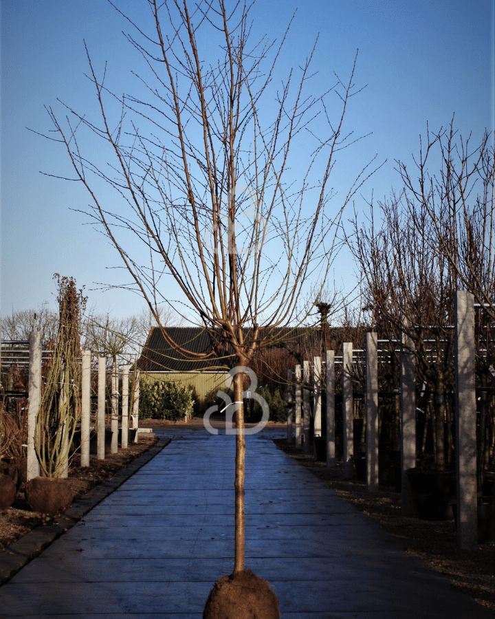 Prunus dulcis | Amandelboom
