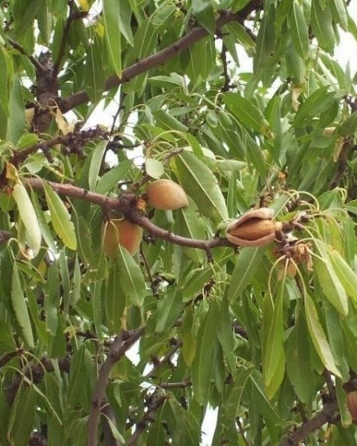 Prunus dulcis | Amandelboom