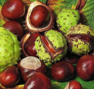 Aesculus hippocastanum | Paardenkastanje | Laanboom