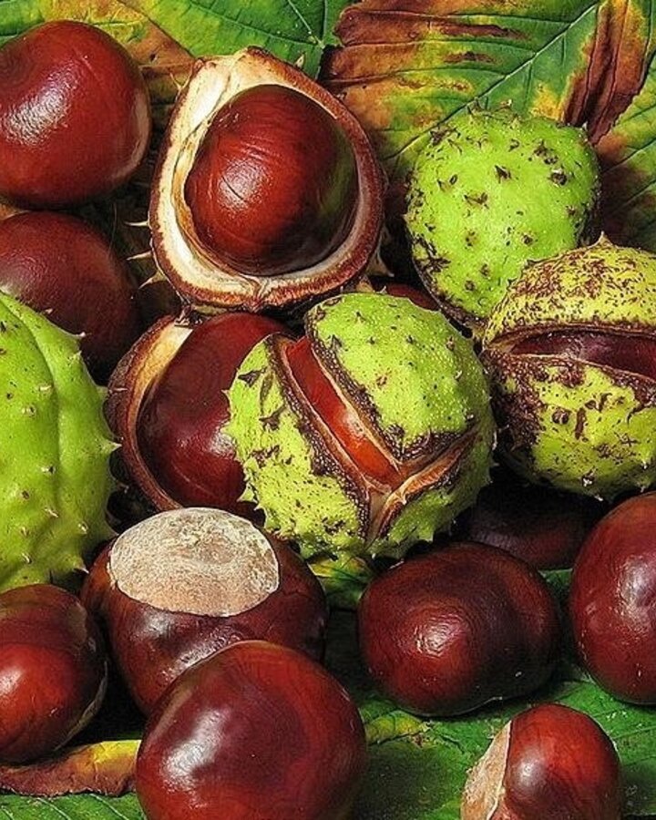 Aesculus hippocastanum | Paardenkastanje | Laanboom