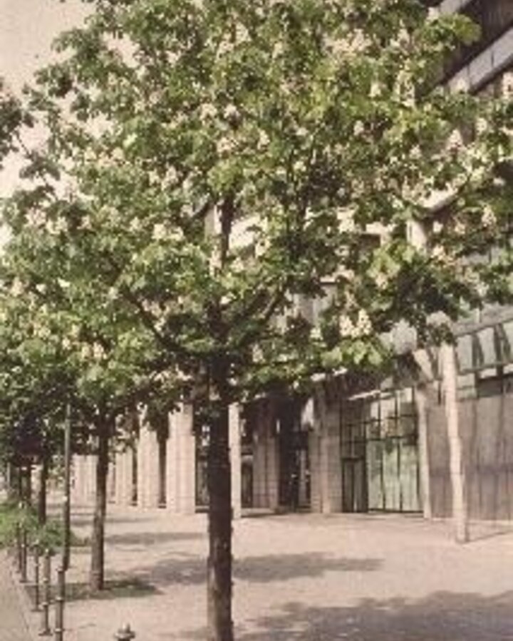 Aesculus hippocastanum | Paardenkastanje | Laanboom