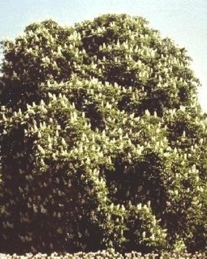 Aesculus hippocastanum | Paardenkastanje | Laanboom