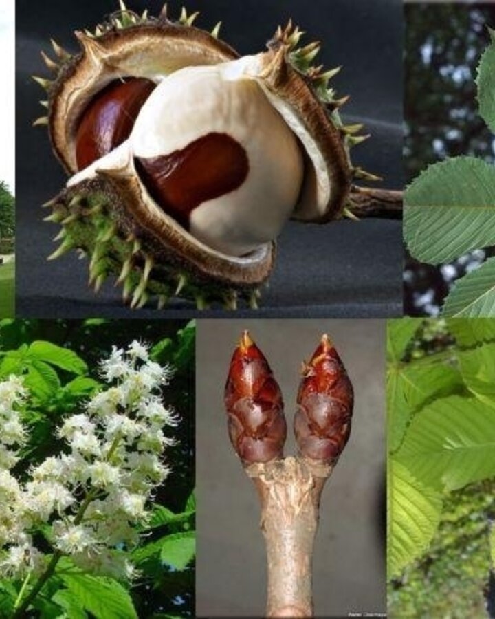 Aesculus hippocastanum | Paardenkastanje | Laanboom
