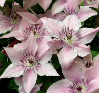 Clematis 'Pink Fantasy' | Bosrank | Klimplanten
