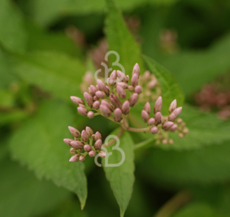 Eupatorium mac. 'Purple Bush' | Leverkruid | Vaste plant