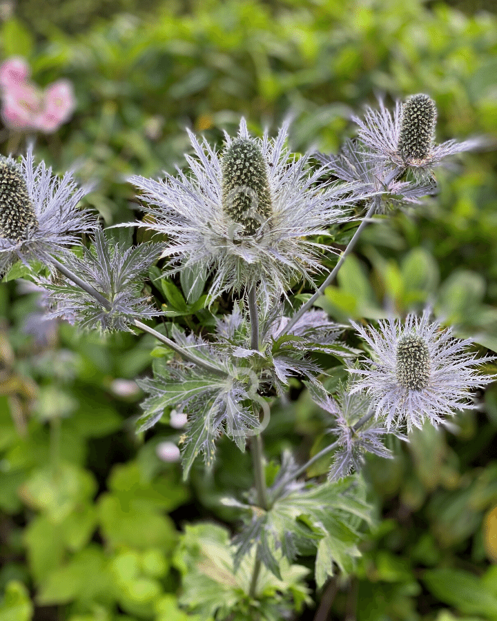 Eryngium planum | Blauwe distel | Vaste plant