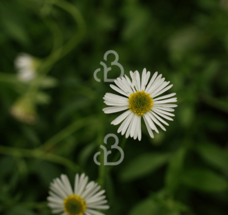Erigeron karvinskianus | Fijnstraal | Vaste plant