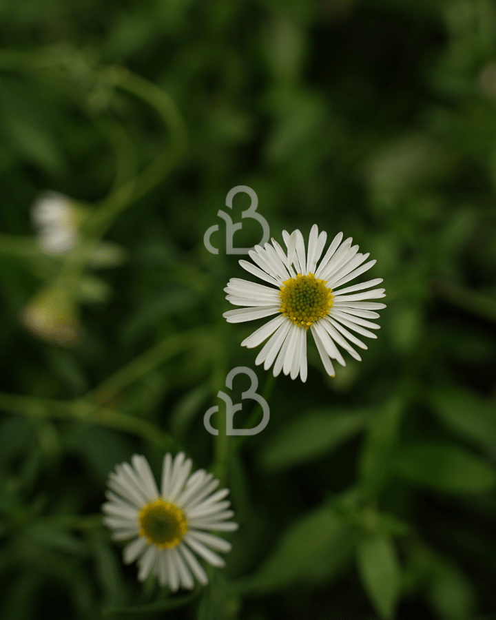 Erigeron karvinskianus | Fijnstraal | Vaste plant