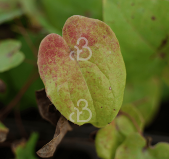 Epimedium pinnatum 'Black Sea' | Elfenbloem | Vaste plant