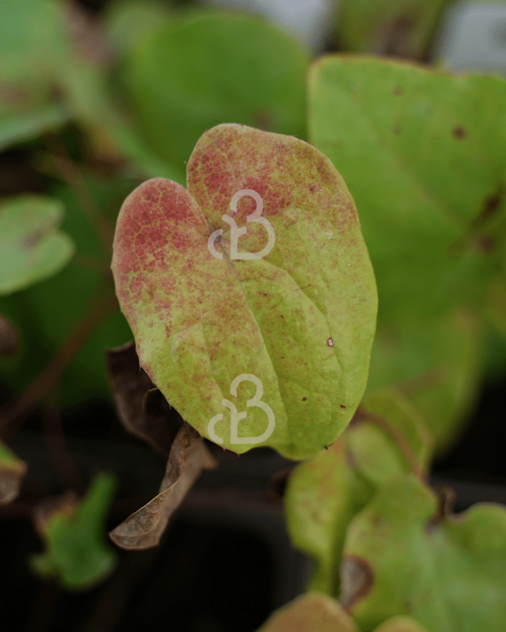 Epimedium pinnatum 'Black Sea' | Elfenbloem | Vaste plant