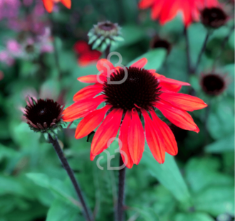 Echinacea purp. 'Postman'  | Zonnehoed | Vaste plant